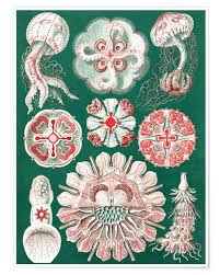 Premium Poster Chart Of Jellyfish Species
