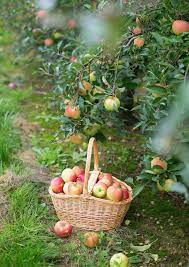 How To Get Fruit Trees To Blossom Fruit