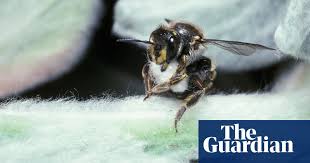 He can be quite you can expect to see wool carder bees in early summer. Plant Lambs Ears And Keep Wool Carder Bees Happy Wildlife The Guardian