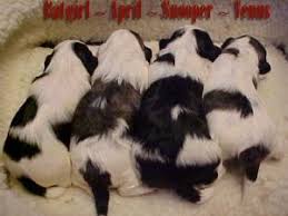 In fact, ancestors of the shih tzu may be one of the oldest breeds in the world. Shih Tzu Puppies In Massachusetts