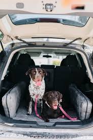 4 Dog Travel Accessories For Traveling