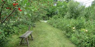Your Backyard Into A Food Forest
