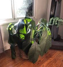 large wilting peace lily house plant