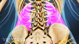 The quadratus lumborum muscles (orange, in the image above) are found in the lower back (also called the lumbar area). Back Muscles And Low Back Pain