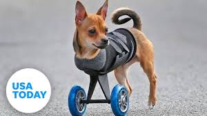 this two legged dog s wheels are cooler