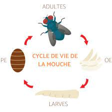 cycle de vie de la mouche naissance
