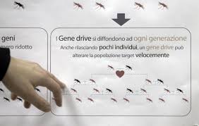 Genetic Biocontrol Invasive Rodents Npr Gene Drive Mosquito