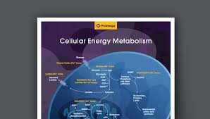 Drug Discovery Energy Metabolism And Oxidative Stress