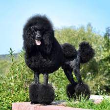 standard poodle growth chart weight