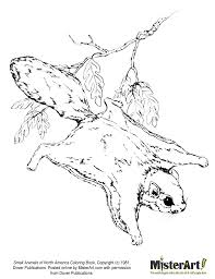Some tips for printing these coloring pages: Squirrel Coloring Pages For Preschool Squirrel Coloring Page Coloring Home