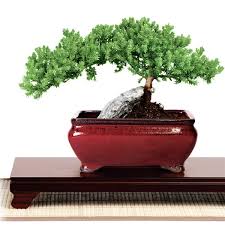 Rock Juniper Bonsai Tree