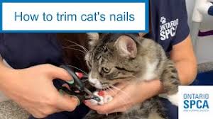 8 tips for t your cat s nails
