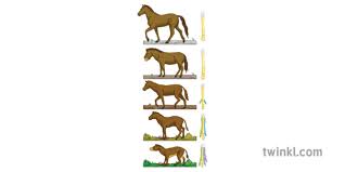Horse Evolution Chart With Forefeet Animal Science Secondary