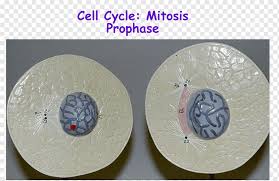 We did not find results for: Prophase Telophase Mitosis Cell Interphase Unlabeled Microscope Diagram Cell Dna Mitosis Png Pngwing