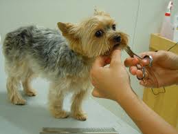Check out bubbles pet spa on yelp manhattan beach 310.545.5294. Dog Grooming Ocala Florida Doggy Bubbles Pet Grooming