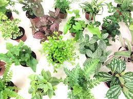 Buy Mini Terrarium Plants 6 Plants 2