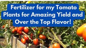 fertilizer for my tomato plants for