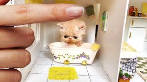 A place for fans of kittens to view, download, share, and discuss their favorite images, icons, photos and wallpapers. Rescue The Smallest Kitten In The World And Building A New House For Cat Youtube