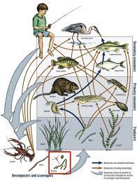 In their simplest form, food webs are made of food chains. Food Web Wikipedia