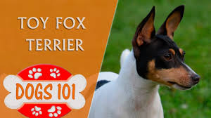 dogs 101 toy fox terrier top dog