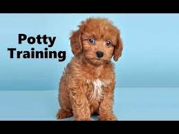 how to potty train a doxiepoo puppy