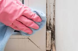 Mold What You Need To Know To Cut Your