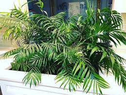 Parlor Palm The Only Indoor Palm I