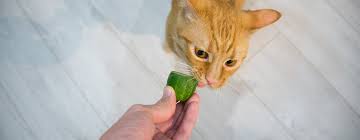 why-are-cats-afraid-of-cucumbers