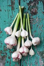 How To Grow Garlic In A Container