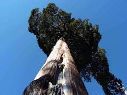 Find out which is the tallest tree in the world and which one has the largest volume. 5 Oldest Trees In The World 2021 Wow Travel