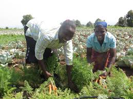 Carrots Are Changing Lives Of Sabiny Women