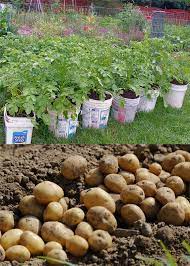 grow potatoes in containers bags 8