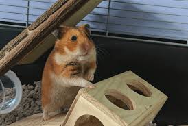 good cage for a syrian hamster