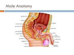 Its primary functions are to: Female Male Anatomy 101 Emily Turner Ppt Video Online Download