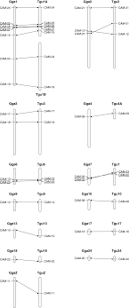 Chromosome Locations Of The Cam Loci In The Chicken And