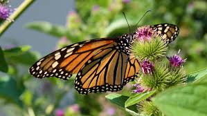 Wondering how to attract more pollinators to your garden? Flowers To Plant That Attract Birds Butterflies Bees Lowe S Canada