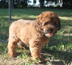 600 x 600 jpeg 66 кб. Fancy Red Mini Whoodle Female I Can T Wait To One Day Have A Whoodle Whoodle Puppy Doggie Style Like Animals
