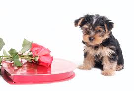 My fiends i'm giving a shout out to tatteredfangs: Valentine S Items Harmful To Pets Pet Poison Helpline