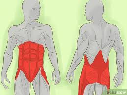 how to exercise transverse abdominals