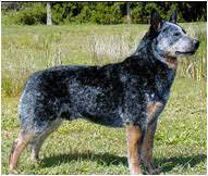 Amazon's choice for hair curlers for short hair. Australian Cattle Dog Breed Facts And Traits Hill S Pet