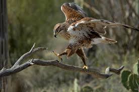 Image result for buteo regalis