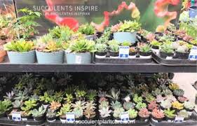 how to plant succulents in containers