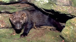 A fisher cat attacked a dog in the backyard of a home in centerville, massachusetts, on wednesday night, leaving the canine severely hurt but alive the puppy, named lucky, was grabbed by the neck and dragged by the fisher cat to a neighbor's yard nearby. Learn About Fishers Mass Gov