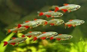 First and foremost, schools protect fish from their enemies.﻿﻿ it's the same rule our mothers taught us as youngsters, always stay in a group because there is safety in. Pin On Characidae