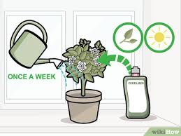 Your gardenia plants might struggle with common pests such as aphids, scale insects, root nematodes, spider mites, whiteflies, and mealybugs.it's easy to eliminate aphids, mealy bugs, and scale insects by spraying some insecticidal soap on the affected areas. 3 Ways To Care For Gardenias Wikihow