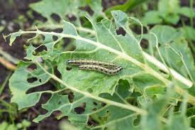 7 Scents That Caterpillars And How