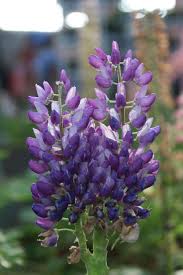 Here are just a few random pictures of flowers for you to enjoy. Purple Flowers Lupine Purple Flower Purple Flower Flower Purple Deep Purple Flowering Plant Vulnerability Fragility Pxfuel