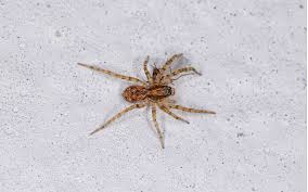 Tips For Wolf Spider Control In Arizona