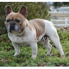 Click to view all of our puppies for sale & make sure to reserve yours today! Kj S Bulldogs French Bulldog Breeder In Murrieta California