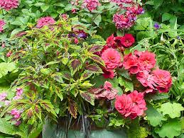 Best Shade Plants For Pots Shade